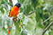 scarlet minivet