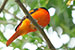 scarlet minivet