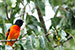 scarlet minivet