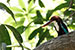 white throated kingfisher