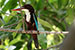white throated kingfisher bird on tree