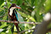 white throated kingfisher bird