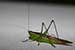 Antennas of a Grasshopper