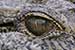 Extreme close up of eye of a Crocodile