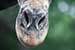 The snout of a Giraffe