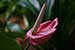 Anthurium or flamingo flower
