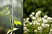 Campanula carpentica white