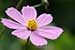 Cosmos flower