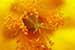 Yellow stamen with pollen