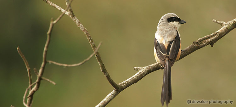 birds photography