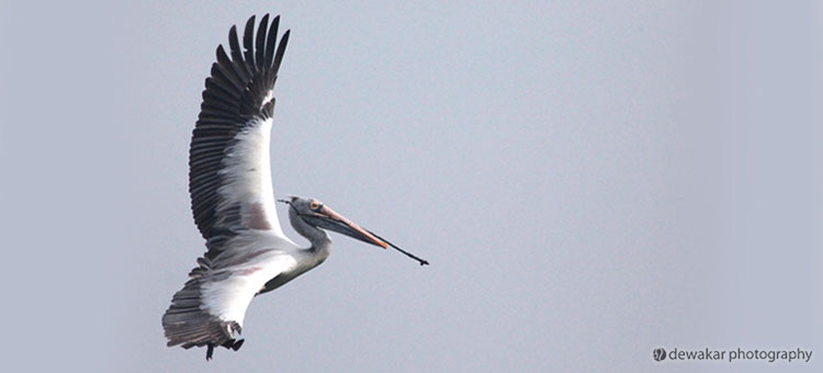 birds photography_car