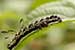 Caterpillar eating leaf