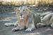 wild-life photography_sitting lion