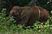 wild-life photography_elephant returning forest