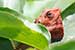 wild-life photography_lizard head coming out from bush