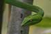 wild-life photography_green snake