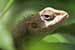 wild-life photography_lizard head coming out from bush