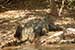 wild-life photography_backside of crocodile in shore