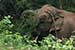 wild-life photography_elephant returning forest