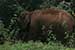 wild-life photography_elephant returning forest