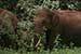 wild-life photography_elephants returning forest