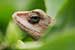 wild-life photography_lizard head coming out from bush