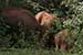 wild-life photography_elephants & calf returning forest