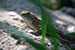 wild-life photography_lizard head coming out from bush