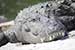 wild-life photography_resting crocodile