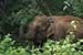 wild-life photography_elephant returning forest