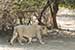 wild-life photography_lion walking