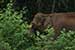 wild-life photography_elephant returning forest