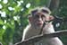 wild-life photography_monkey looking up