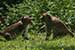 wild-life photography_playful monkeys