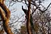 wild-life photography_peacock resting in tree