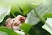 wild-life photography_lizard head coming out from bush