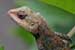 wild-life photography_lizard head coming out from bush