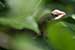 wild-life photography_lizard head coming out from bush