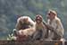 wild-life photography_monkey troop_cleaning hair lice