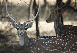 wild-life photography