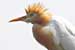 Birds Photography-Copyright © 2011 Dewakar Chandran birds photography_Cattle egret
