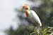 Birds Photography-Copyright © 2011 Dewakar Chandran birds photography