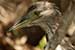Birds Photography-Copyright © 2011 Dewakar Chandran birds photography