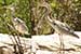 Birds Photography-Copyright © 2011 Dewakar Chandran Grey pond heron