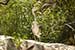 Birds Photography-Copyright © 2011 Dewakar Chandran birds photography