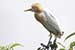 Birds Photography-Copyright © 2011 Dewakar Chandran birds photography_Cattle egret