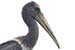 Birds Photography-Copyright © 2011 Dewakar Chandran birds photography