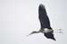 Birds Photography-Copyright © 2011 Dewakar Chandran birds photography