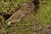 Birds Photography-Copyright © 2011 Dewakar Chandran Pond heron