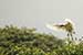 Birds Photography-Copyright © 2011 Dewakar Chandran birds photography